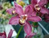 orchid1024.jpg